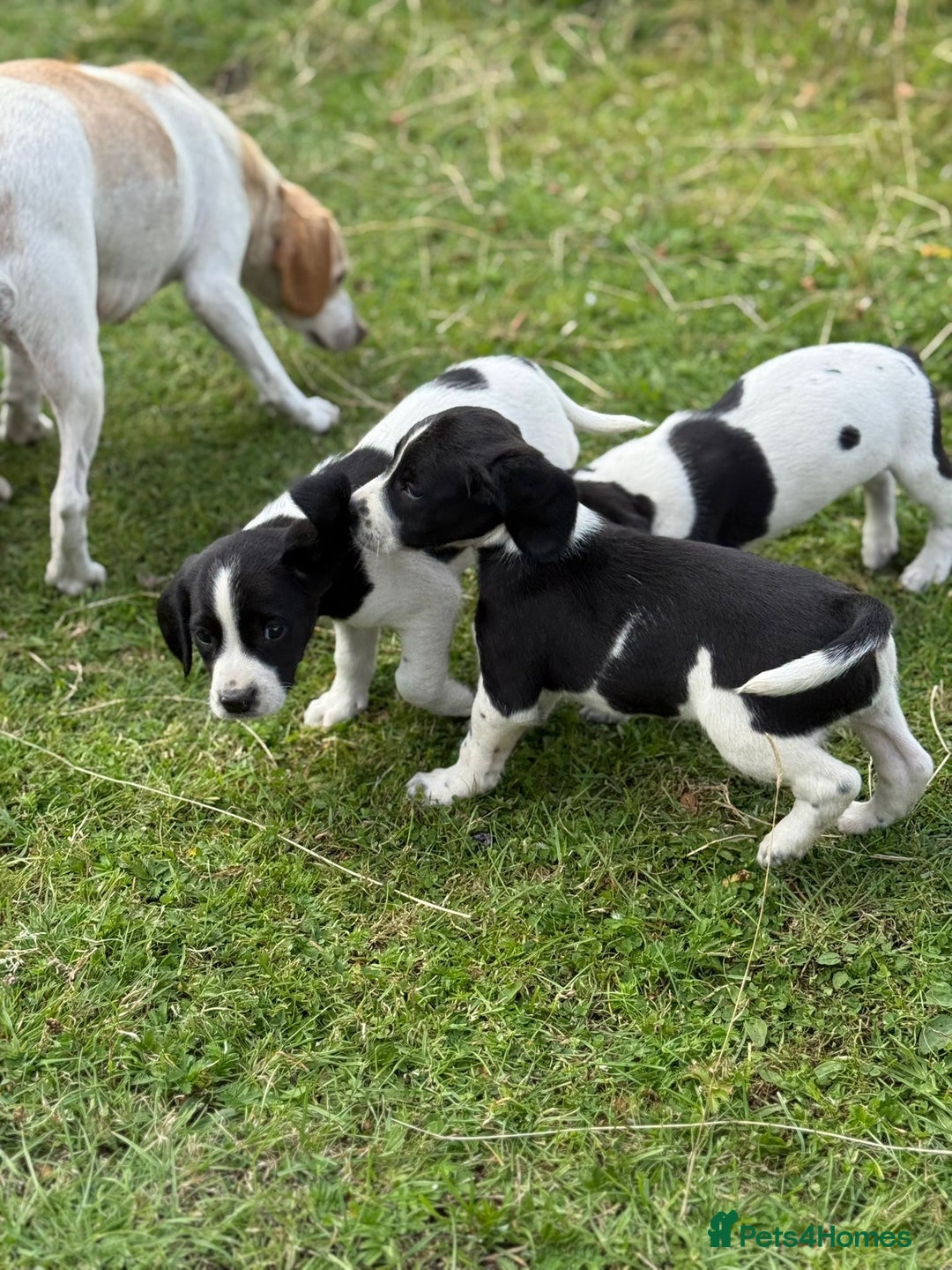 Mixed Breed dogs for sale: Beagle x Springer Spaniel - Image 1