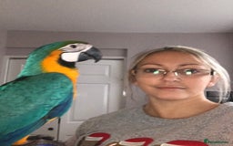 Macaws birds for sale: 6yr old Blue/Gold Wing Macaw  - Image 17