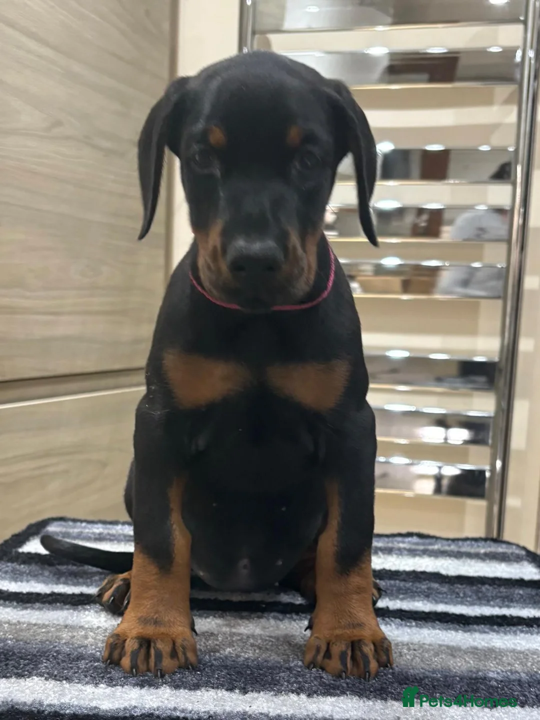 Dobermann dogs for sale: Top Quality Dobermann Puppies Available - Advert 15