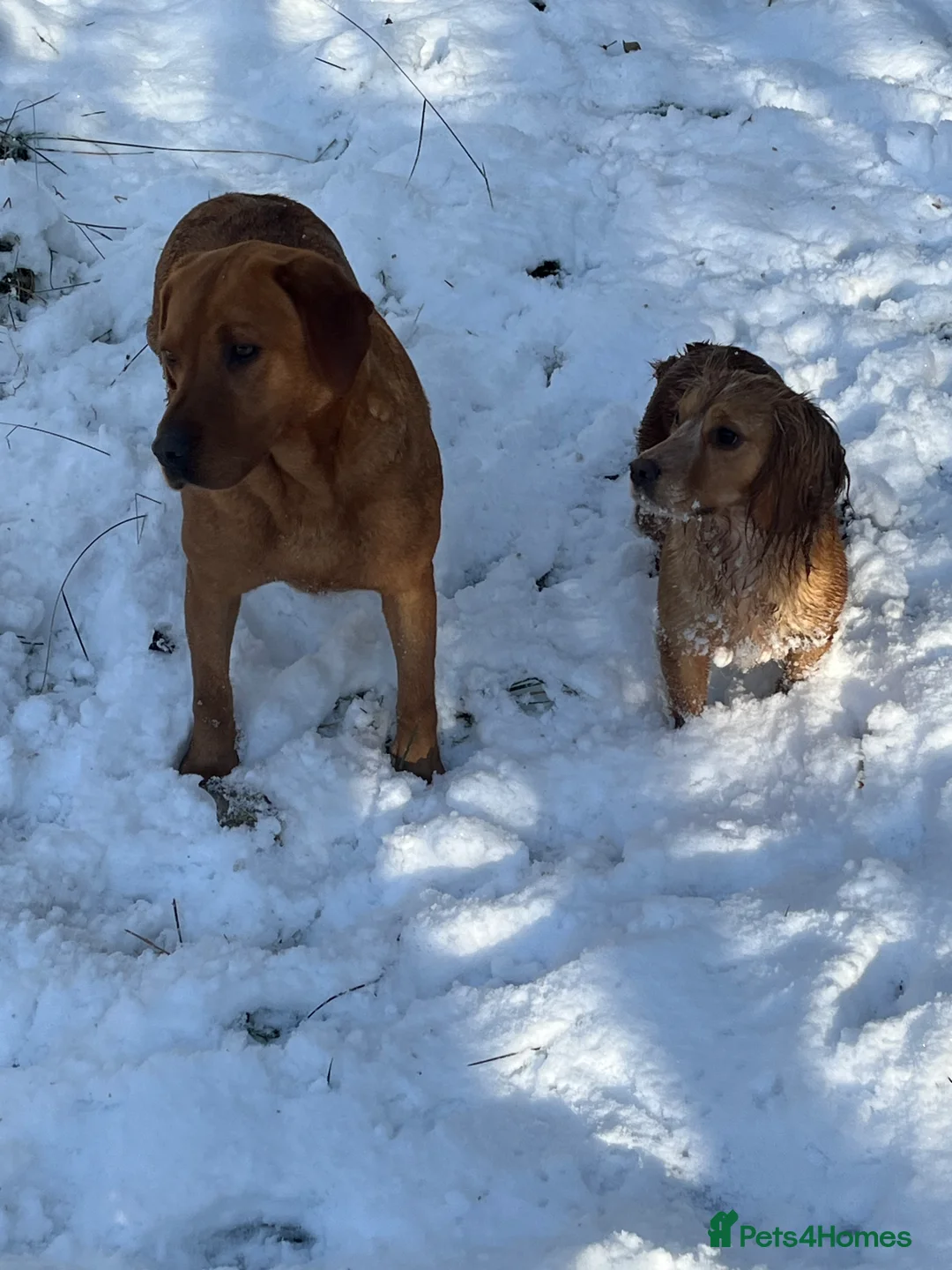 Labrador Retriever dogs for sale: Adult Labrador  - Advert 2