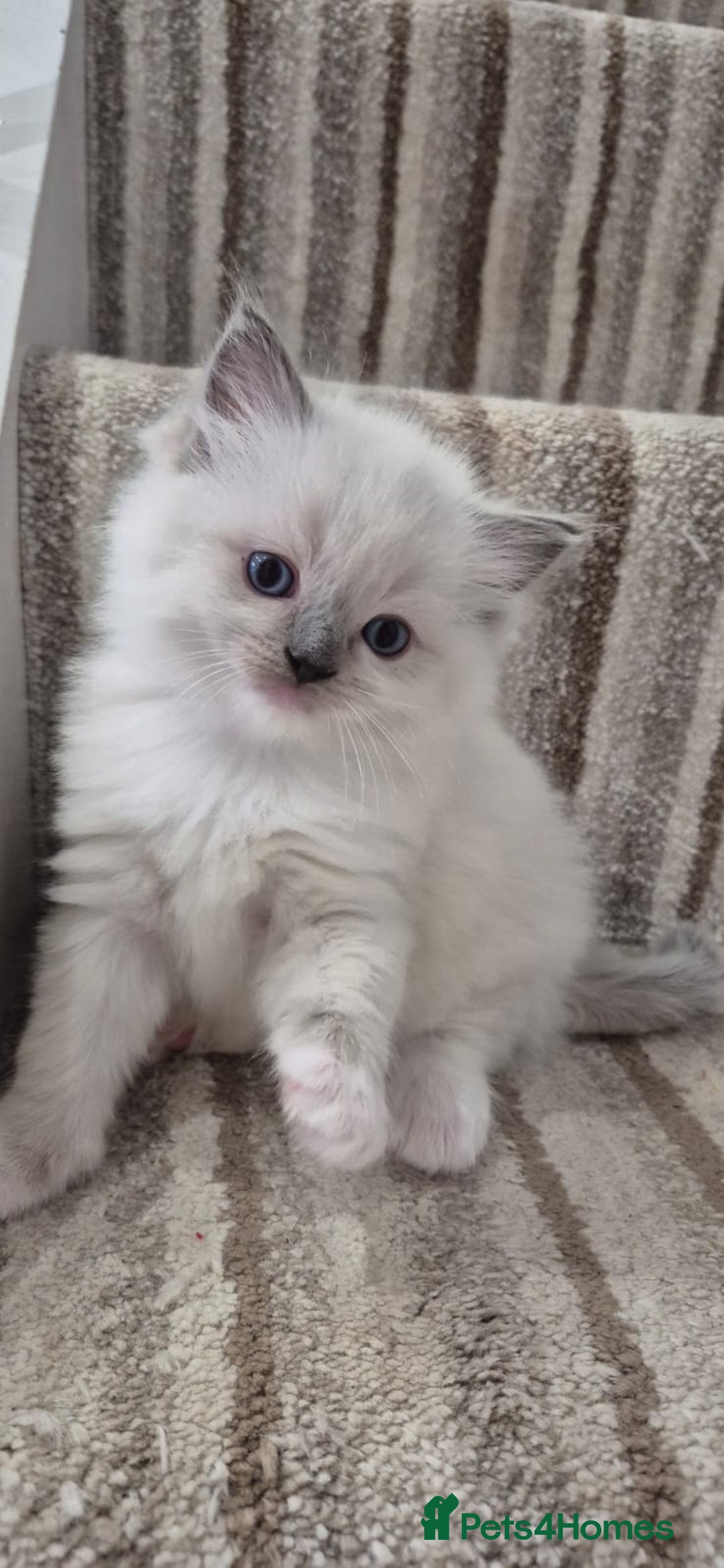 Ragdoll cats for sale: Champion Line ragdoll - Advert 2