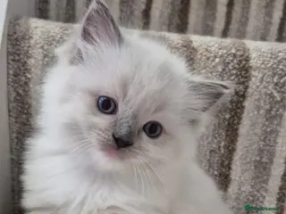 Ragdoll cats Champion Line ragdoll - Advert 5