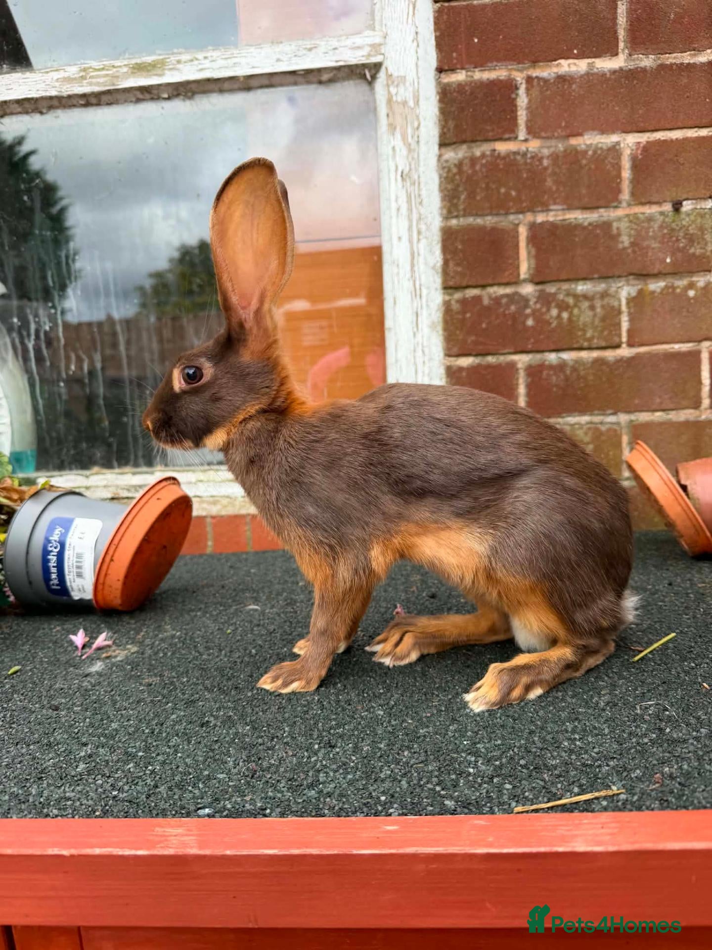 Belgian Hares rabbits Beautiful pair of chocolate & tan hares ready now - Advert 2