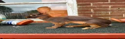 Belgian Hares rabbits for sale: Beautiful pair of chocolate & tan hares ready now - Advert 2