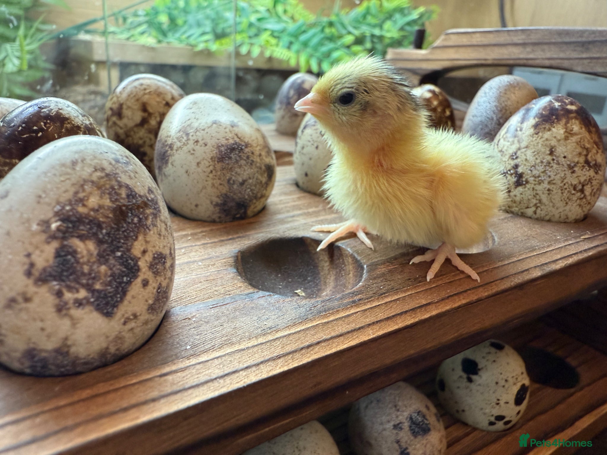 Quail poultry Coturnix Hatching eggs - Advert 19
