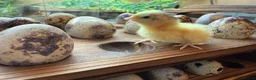 Quail poultry for sale: Coturnix Hatching eggs - Advert 2