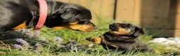 Rottweiler dogs for sale: Stunning Chunky Rotweillers from fantastic parents - Advert 5