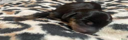 Dachshund dogs for sale: Dachshund puppys in Peterlee - Advert 5
