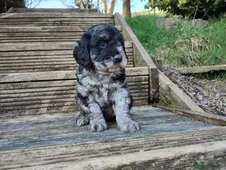 Cockapoo dogs Cockapoo Puppies F1! - Advert 8