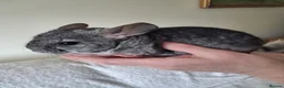 Chinchilla rodents for sale: Chinchilla baby males - Advert 1
