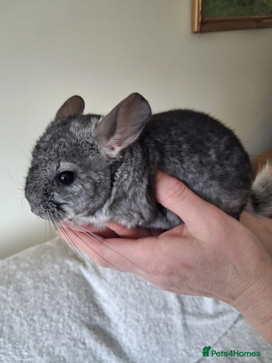 Chinchilla rodents for sale: Chinchilla baby males - Advert 1