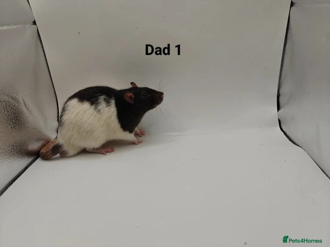 Rat rodents for sale: May Rats!  - Advert 7