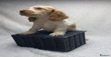 Cocker Spaniel dogs - Advert 6