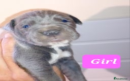 Mixed Breed dogs for sale: Taylors Minidane (Bulldane) Pups Available  - Image 17