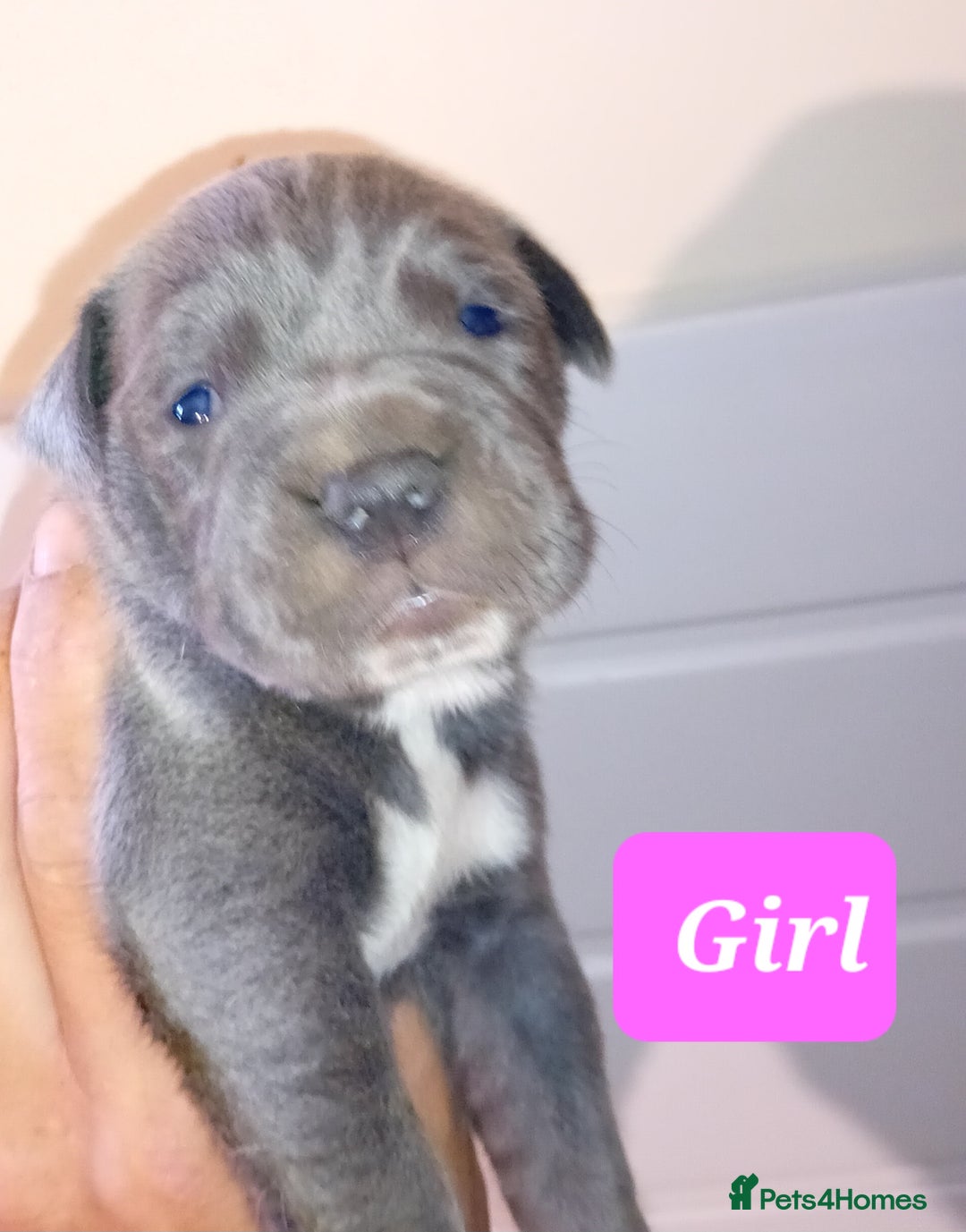 Mixed Breed dogs for sale: Taylors Minidane (Bulldane) Pups Available  - Image 17