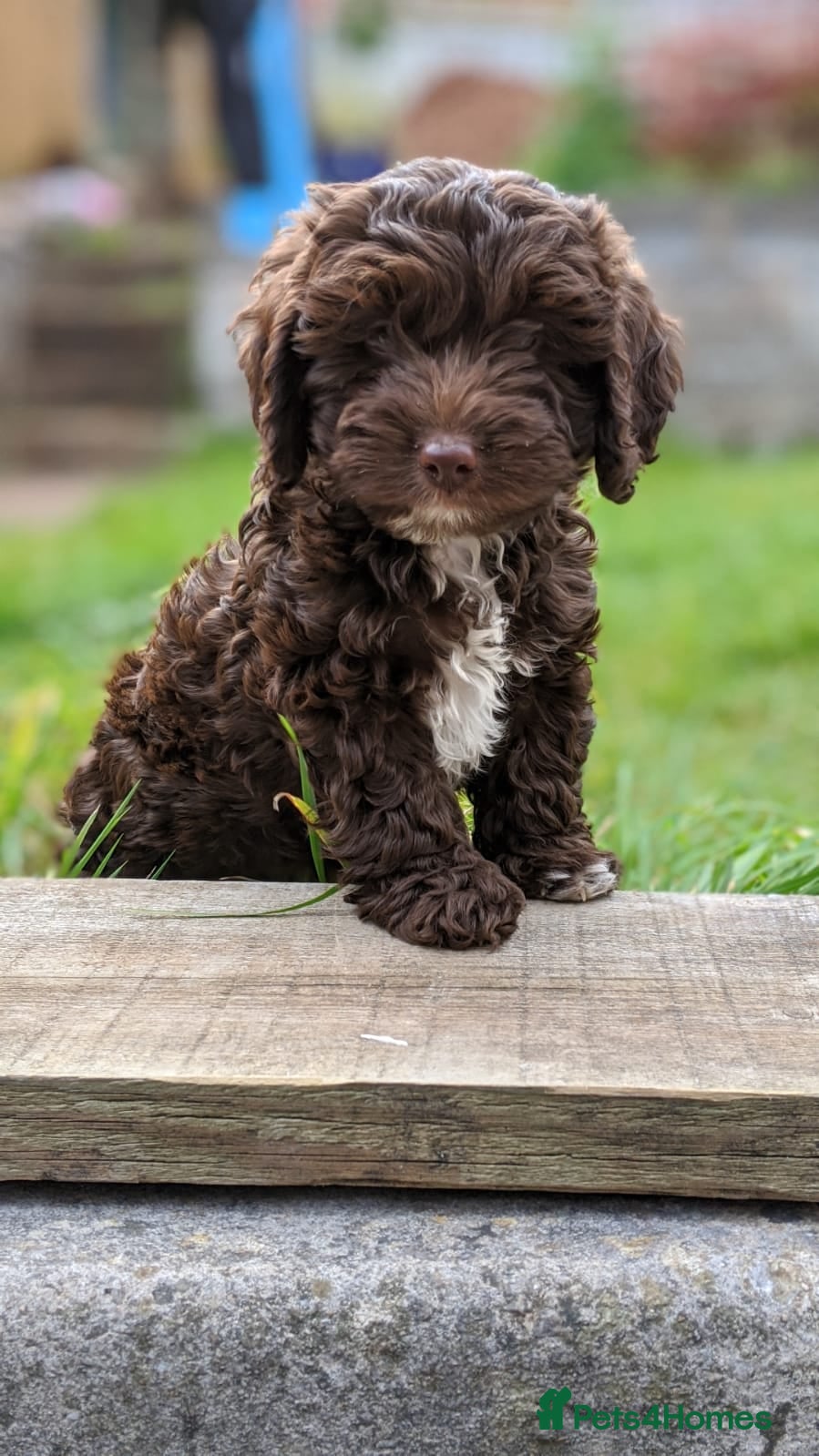 Mixed Breed dogs Cockerjackapoo - Advert 1
