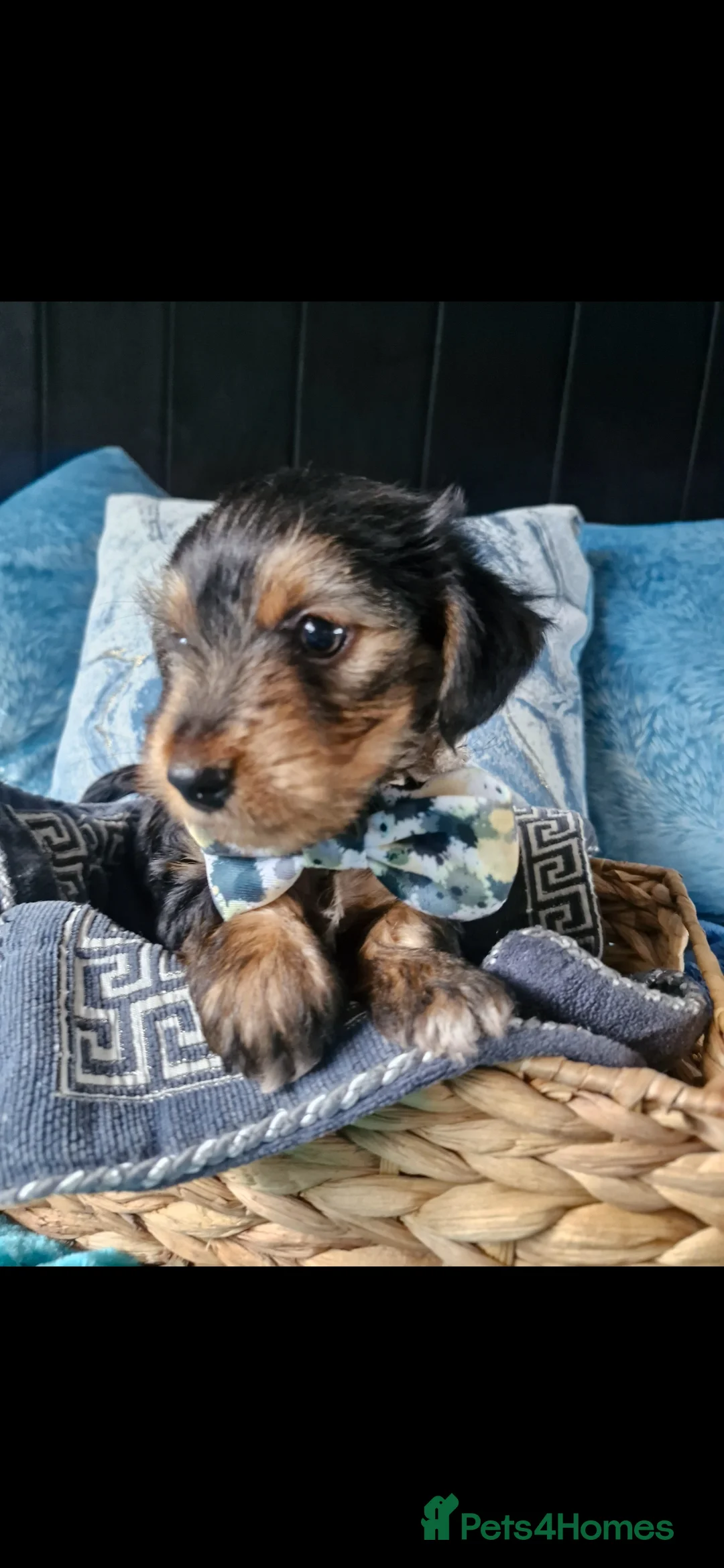 Yorkshire Terrier dogs for sale: Boy male  - Advert 2