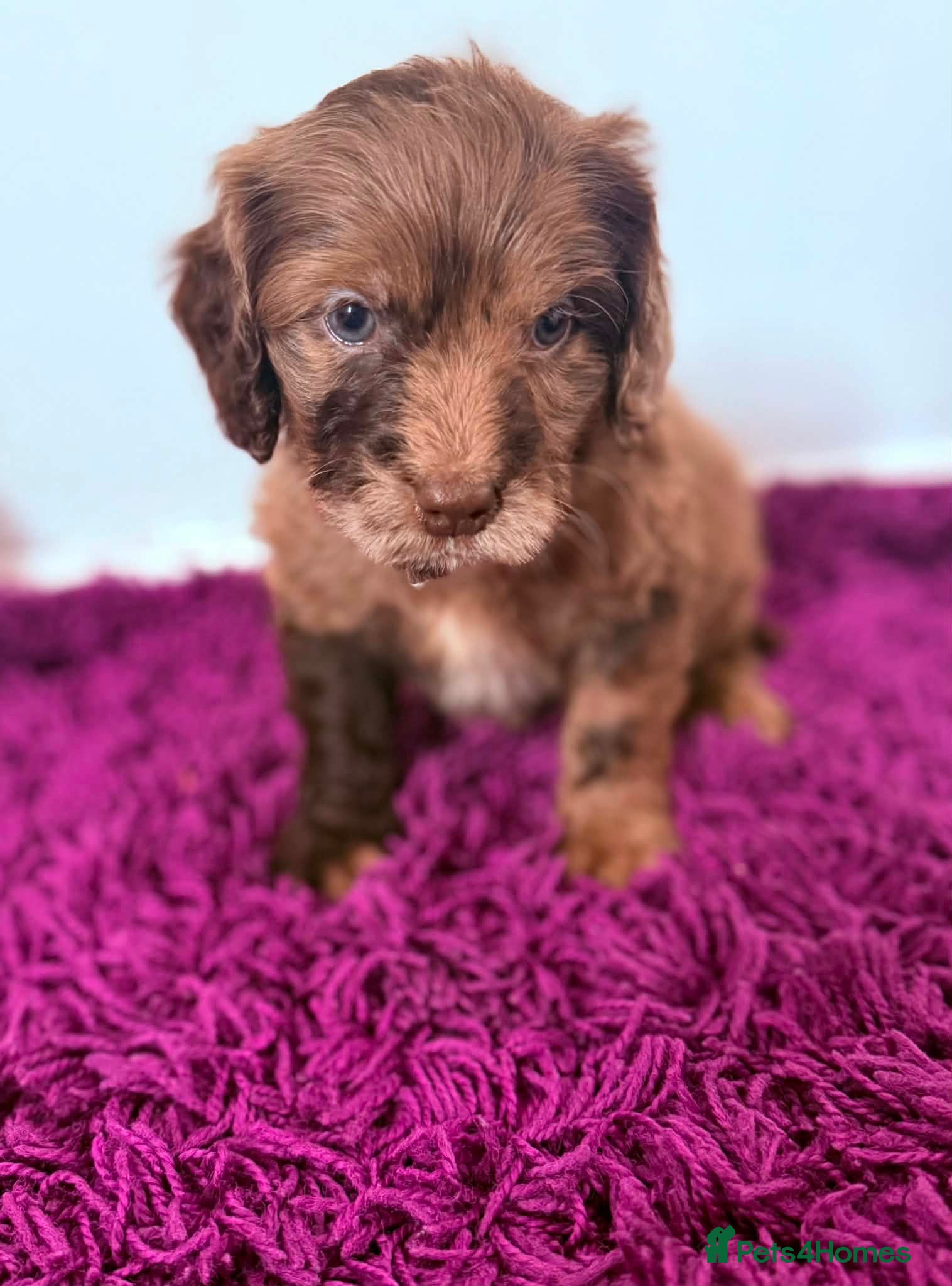 Cockapoo dogs Outstanding puppies  - Advert 3