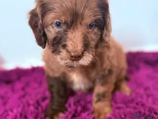 Cockapoo dogs Outstanding puppies - Advert 10