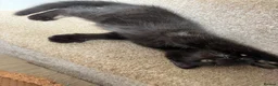 Ragdoll cats for sale: 3 cute and playful kitties  in Banbury - Advert 17