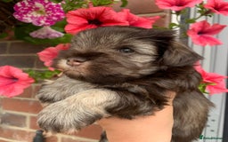 Miniature Schnauzer dogs for stud: KC REG Liver & Tan Miniature Schnauzer Stud - Image 11