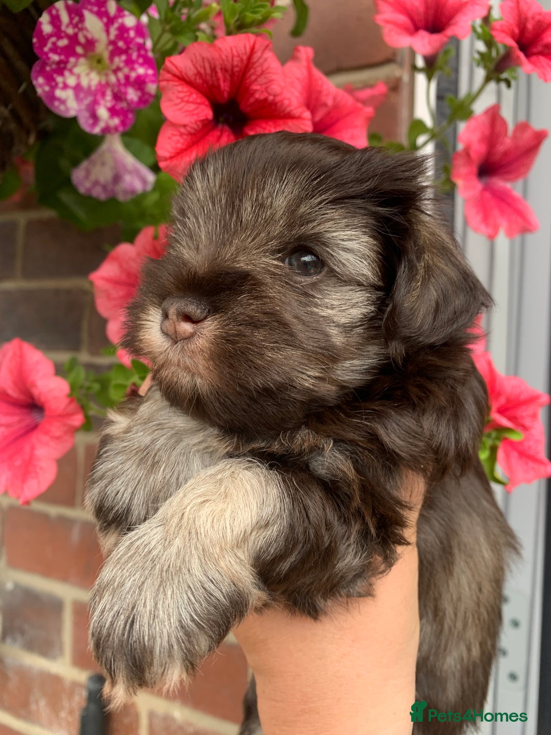 Miniature Schnauzer dogs for stud: KC REG Liver & Tan Miniature Schnauzer Stud - Image 11