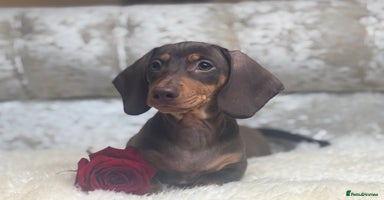 Miniature Dachshund dogs - Advert 6
