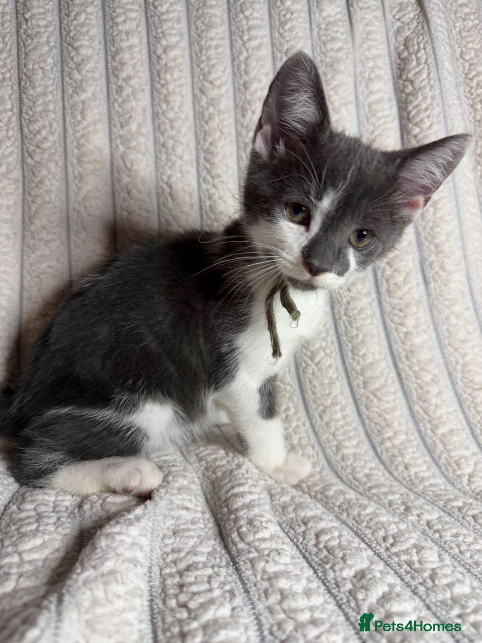 Mixed Breed cats Grey & Grey/White Microchipped Kittens– Ready Now  - Advert 16