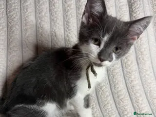 Mixed Breed cats Grey & Grey/White Microchipped Kittens– Ready Now - Advert 16