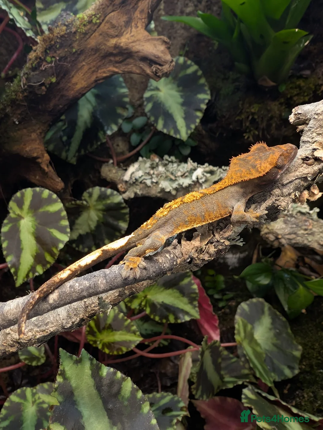 Gecko reptiles for sale: Harlequin tiger crested gecko babies  - Advert 6