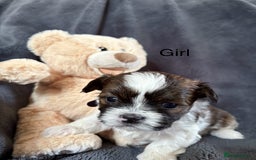 Shih Tzu dogs for sale: 6 beautiful shih tzu - Image 11