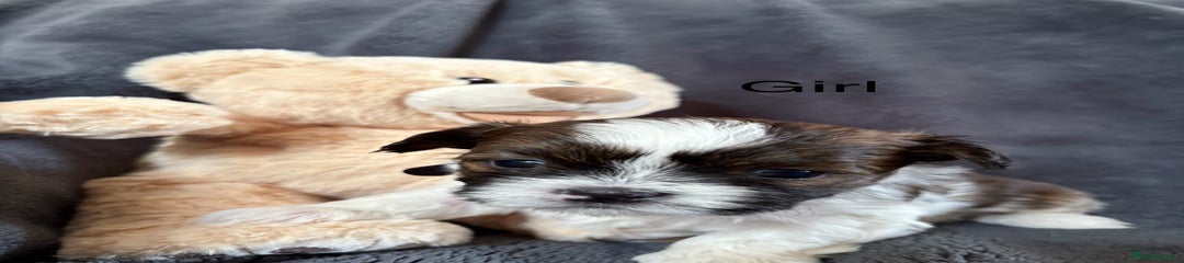 Shih Tzu Puppy 6