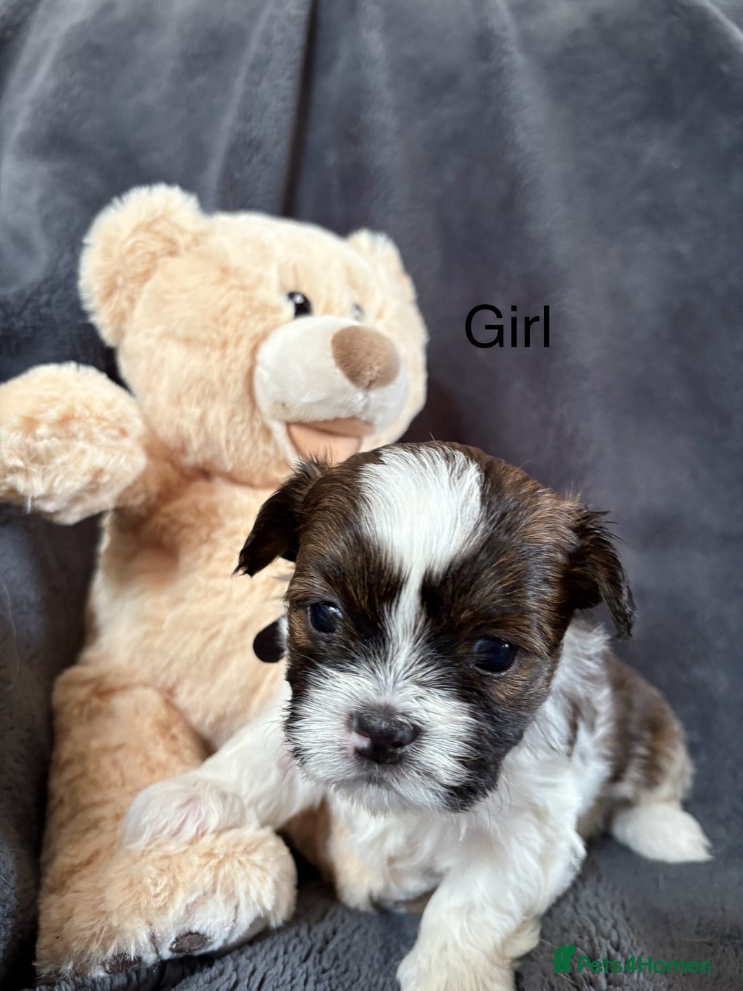 Shih Tzu dogs for sale: 6 beautiful shih tzu - Image 11