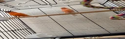 Parrots birds for sale: A pair of red factor canaries and cage  - Advert 4