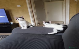 Mixed Breed cats for sale: Gorgeous fluffy sisters in Peterborough - Image 6