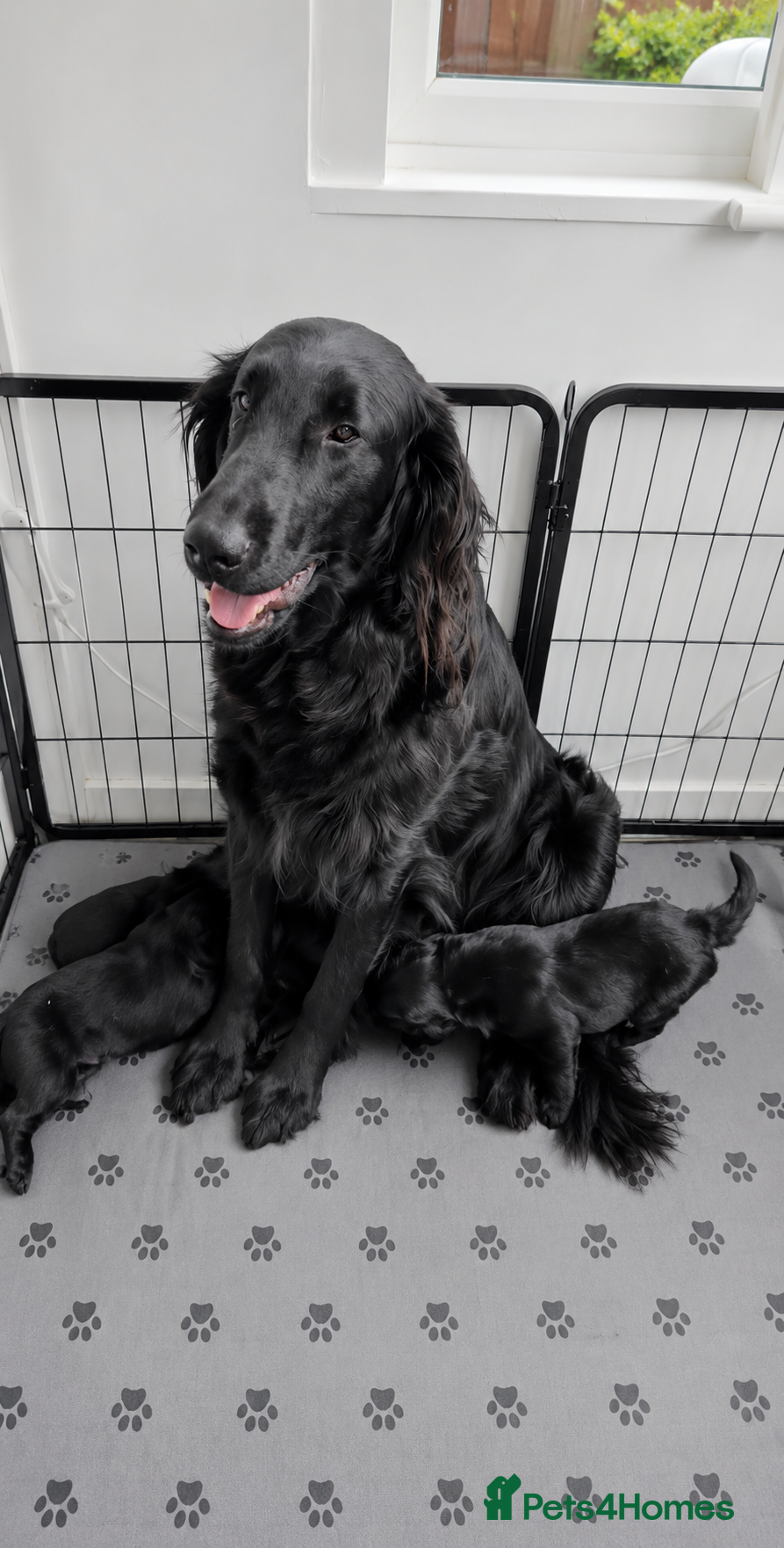 Flat coated Retriever dogs KC Reg Flat Coated Puppy - Advert 1