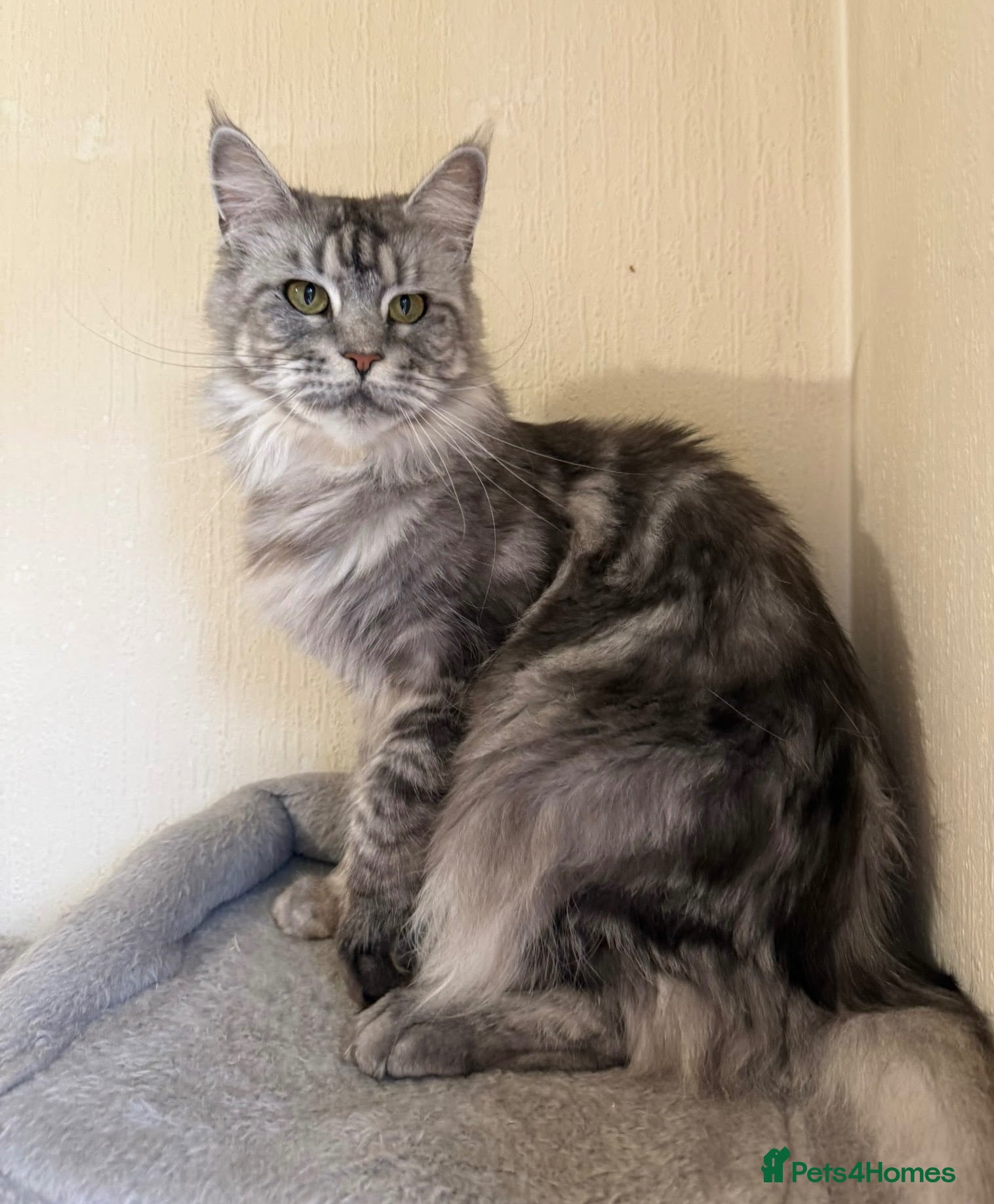 Maine Coon cats Pedigree TICA Champion Russian import line MCO - Advert 2