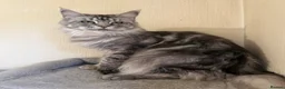 Maine Coon cats for sale: Pedigree TICA Champion Russian import line MCO - Advert 2