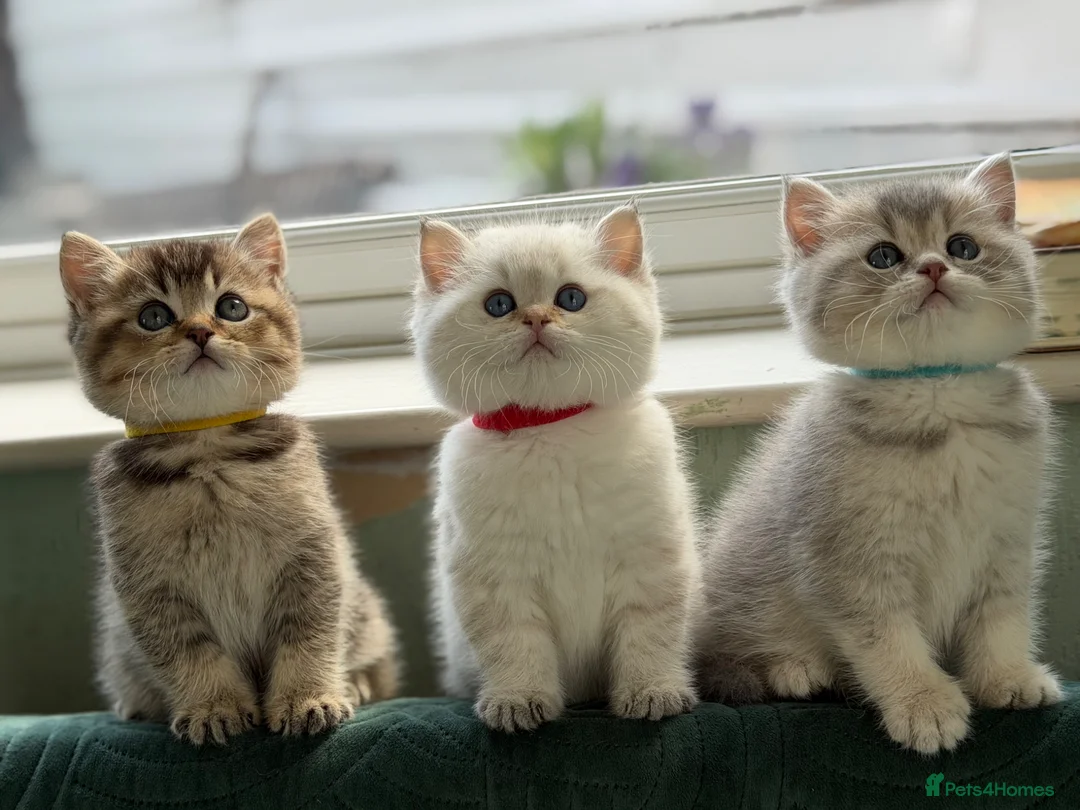 British Shorthair cats for sale: British shorthair kitten(one left)chocolate golden - Advert 1