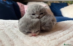 British Shorthair cats for sale: Outstanding kittens 😻 Champion line🥇🏆😻 - Image 11