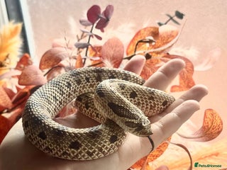 Gecko reptiles - Advert 14