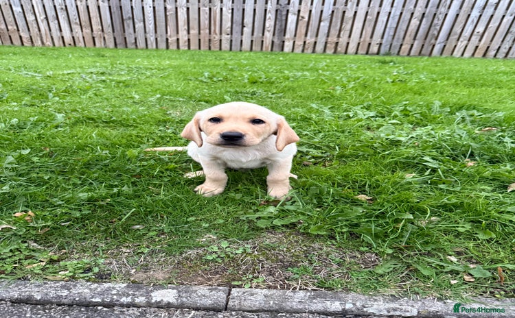 Labrador Retriever dogs - Advert 2