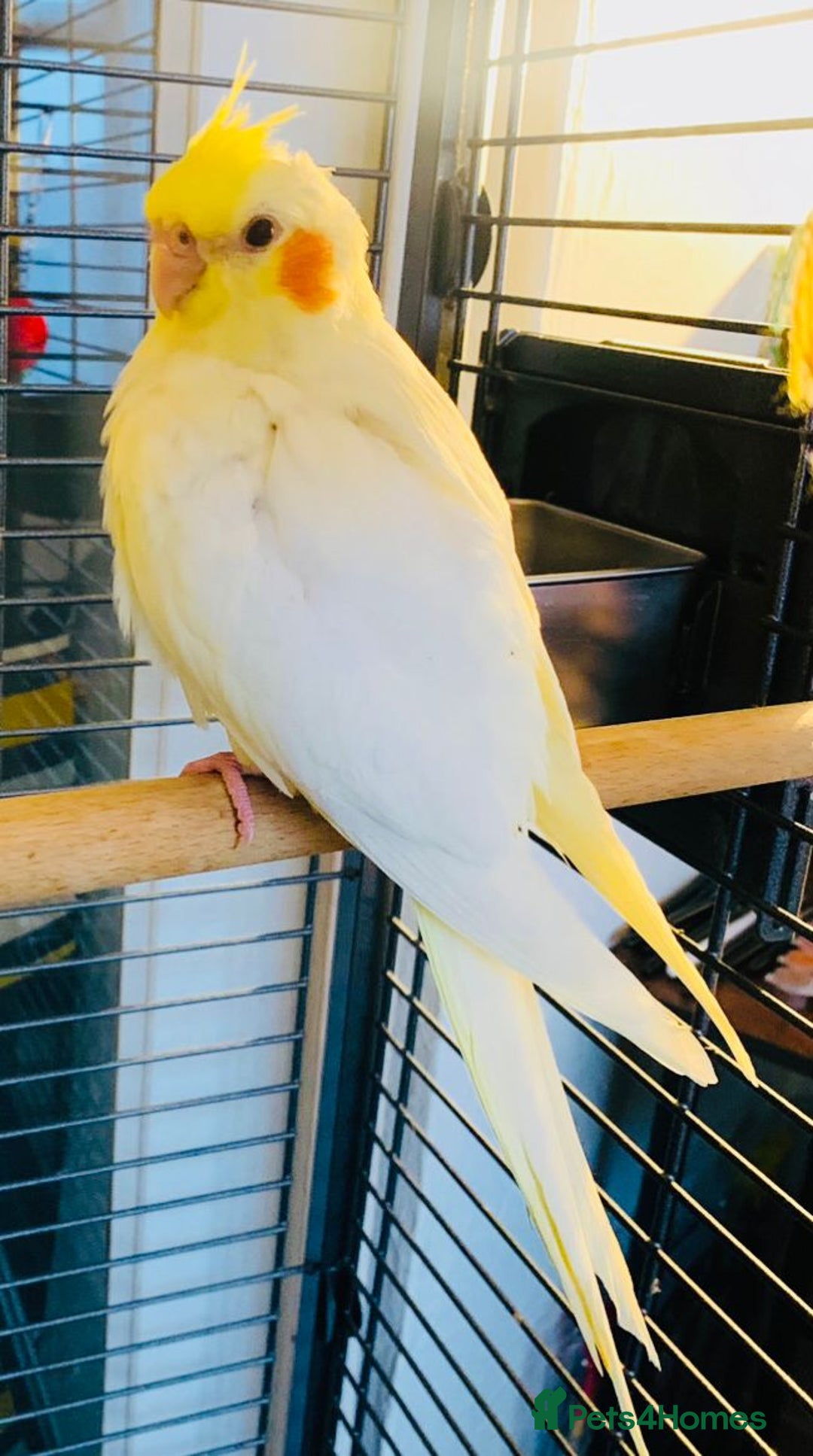 Cockatiels birds for sale: Breeding pair of Cockatiels - Image 2