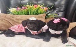 Labradoodle dogs for sale: F1 Labradoodle Puppy's  - Image 7