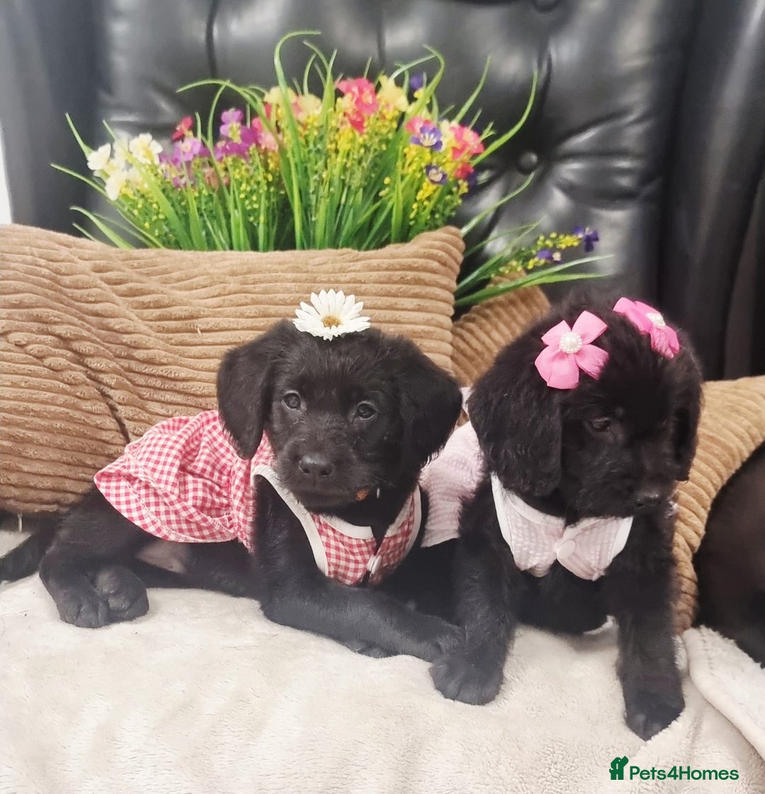 Labradoodle dogs for sale: F1 Labradoodle Puppy's  - Image 7