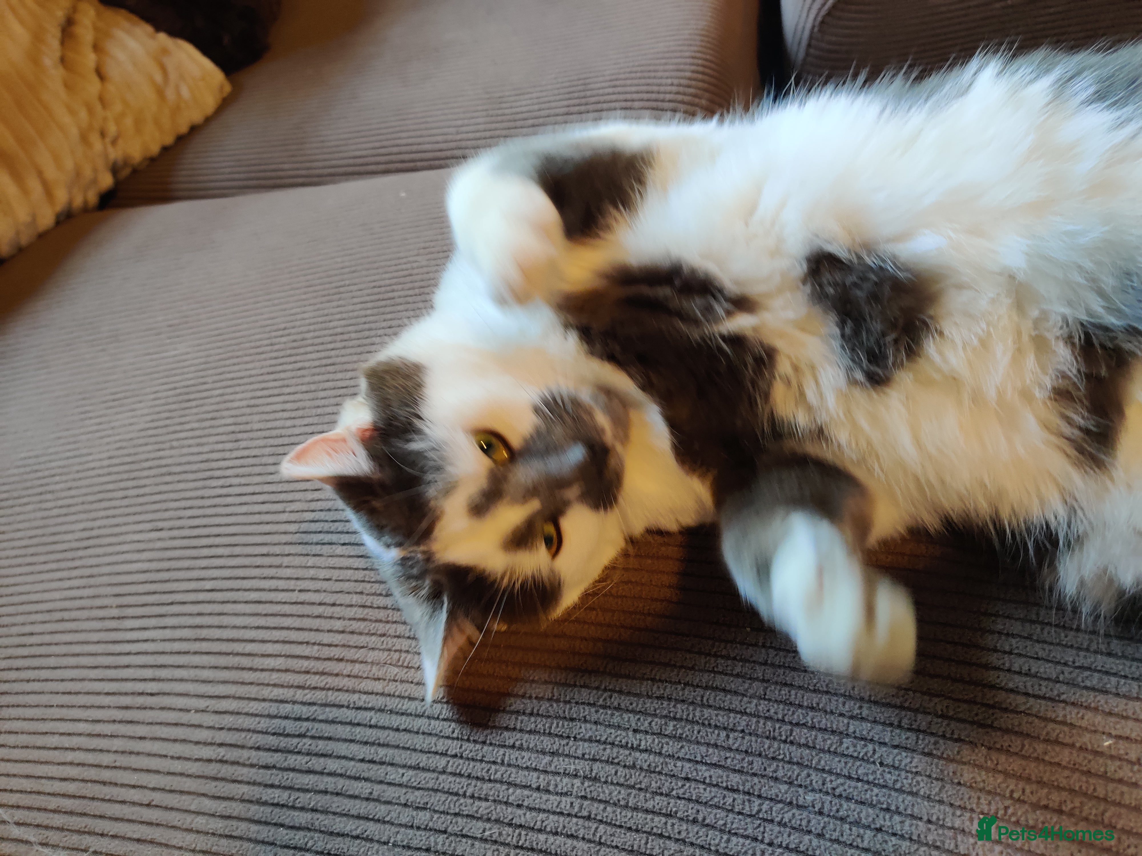 Maine Coon cats Otto SOLD. Paddy (ragdoll cross) STILL AVAILABLE  - Advert 12