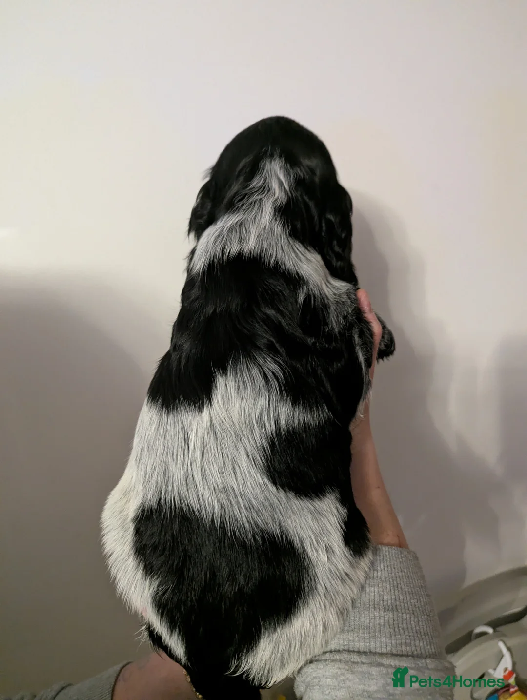 Cocker Spaniel dogs for sale: FULL VACCINATIONS ❤️3GIRLS COCKER SPANIEL   - Advert 10
