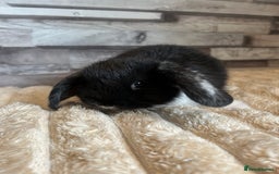 Mini Lop rabbits for sale: ⭐️Pure Breed Holland lops⭐️ - Image 14