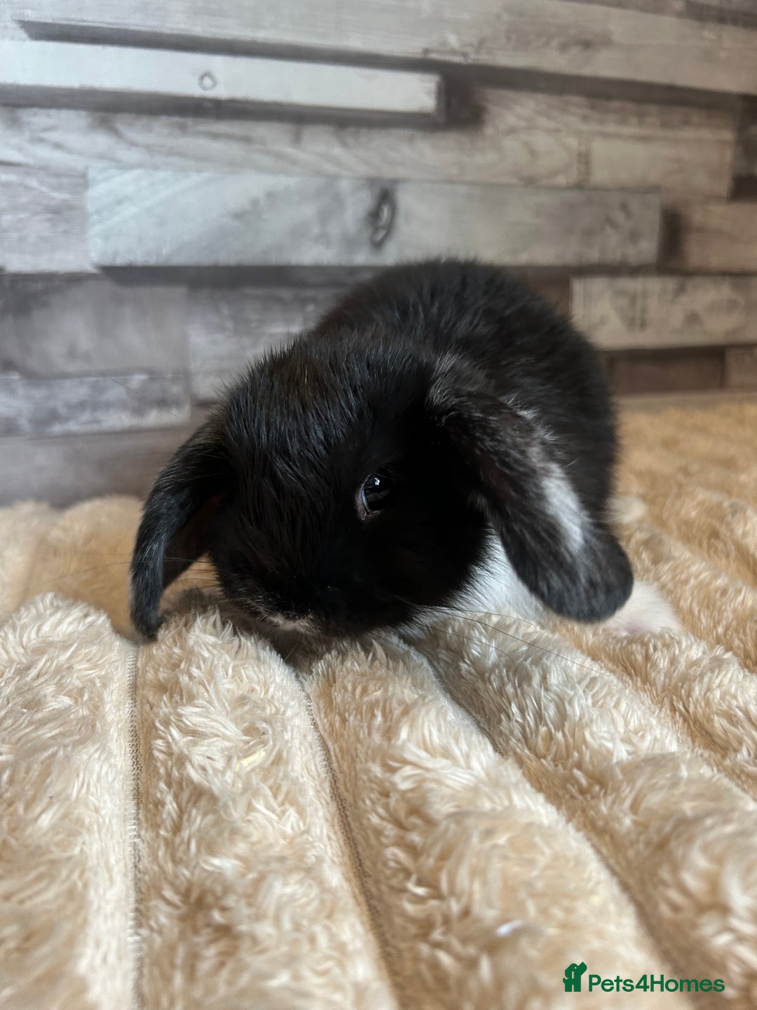 Mini Lop rabbits for sale: ⭐️Pure Breed Holland lops⭐️ - Image 14