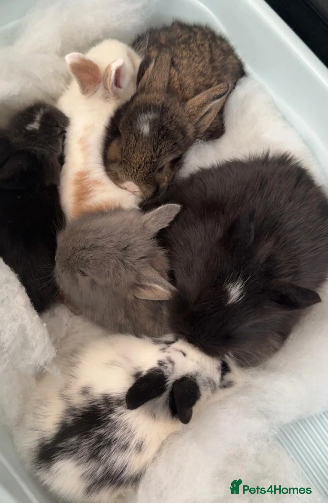Lionhead rabbits for sale: Adorable 7-Week-Old Baby Bunnies for Sale in Swindon - Advert 1